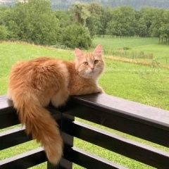 Подробнее об объявлении «Пропала кошка понимаем, что надежды мало, и все же. Звенигород» Фото: пропала кошка Сибирская кошка «Пропала кошка понимаем, что надежды мало, и все...» в г. Звенигород