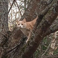 Подробнее об объявлении «Пропала кошка Истра» Фото: пропала кошка  «Пропала кошка Истра» в г. Истра