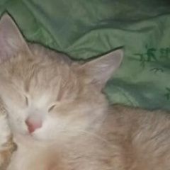 Подробнее об объявлении «Пропала кошка Истра» Фото: пропала кошка  «Пропала кошка Истра» в г. Истра