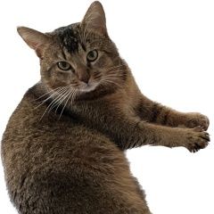 Подробнее об объявлении «Пропал кот Всеволожск» Фото: пропала кошка  «Пропал кот Всеволожск» в г. Всеволожск