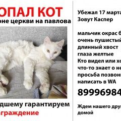 Картинка пропала кошка В городе Азов запропастился котик. Азов