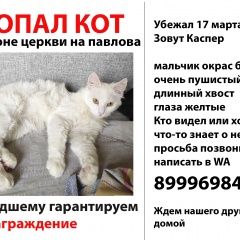 Подробнее об объявлении «Пропал кот нашедшему вознаграждение Азов» Фото: пропала кошка Турецкая ангора «Пропал кот нашедшему вознаграждение Азов» в г. Азов