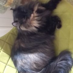 Подробнее об объявлении «Пропала кошка Красноярск» Фото: пропала кошка  «Пропала кошка Красноярск» в г. Красноярск