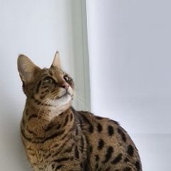 Подробнее об объявлении «Пропала кошка Одинцово» Фото: пропала кошка  «Пропала кошка Одинцово» в г. Одинцово