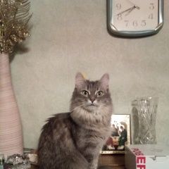 Подробнее об объявлении «Пропала кошка. Владимир» Фото: пропала кошка  «Пропала кошка. Владимир» в г. Владимир