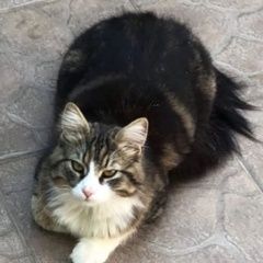 Подробнее об объявлении «Пропал котик пушистый Севастополь» Фото: пропала кошка Мейн-кун «Пропал котик пушистый Севастополь» в г. Севастополь