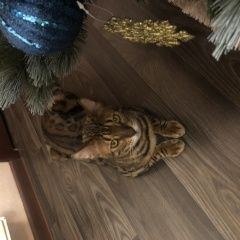 Подробнее об объявлении «Пропал кот боня бенгал Дмитров» Фото: пропала кошка  «Пропал кот боня бенгал Дмитров» в г. Дмитров