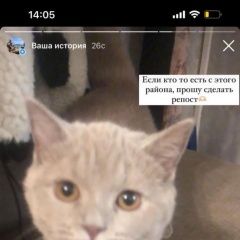 Подробнее об объявлении «Пропала кошка Хабаровск» Фото: пропала кошка Британская короткошерстная кошка «Пропала кошка Хабаровск» в г. Хабаровск