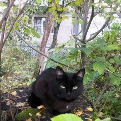 Подробнее об объявлении «Пропала кошка марго Балашиха» Фото: пропала кошка  «Пропала кошка марго Балашиха» в г. Балашиха