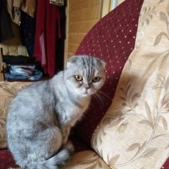 Подробнее об объявлении «Пропала кошка шотландская вислоухая Нижневартовск» Фото: пропала кошка  «Пропала кошка шотландская вислоухая Нижневартовск» в г. Нижневартовск