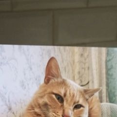 Подробнее об объявлении «Пропал кот твикс на суздалке Ярославль» Фото: пропала кошка  «Пропал кот твикс на суздалке Ярославль» в г. Ярославль