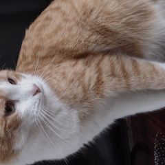 Подробнее об объявлении «Волгоград Пропал кот кастрированный» Фото: пропала кошка  «Волгоград Пропал кот кастрированный» в г. Волгоград