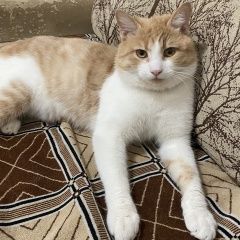 Подробнее об объявлении «Пропал кот ищу кота Ростов-на-Дону» Фото: пропала кошка  «Пропал кот ищу кота Ростов-на-Дону» в г. Ростов-на-Дону