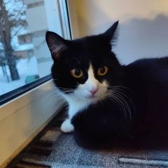 Подробнее об объявлении «Пропала кошка, кличка мурка. Вологда» Фото: пропала кошка  «Пропала кошка, кличка мурка. Вологда» в г. Вологда