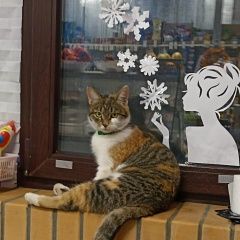 Подробнее об объявлении «Пропала кошка Алексин» Фото: пропала кошка  «Пропала кошка Алексин» в г. Алексин