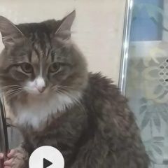 Подробнее об объявлении «Пропал кот Новосибирск» Фото: пропала кошка  «Пропал кот Новосибирск» в г. Новосибирск
