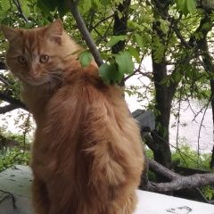 Подробнее об объявлении «Пропал кот рыжик Донецкая» Фото: пропала кошка  «Пропал кот рыжик Донецкая» в г. Донецкая