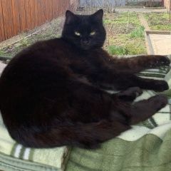 Подробнее об объявлении «Пропала кошка Краснодар» Фото: пропала кошка  «Пропала кошка Краснодар» в г. Краснодар