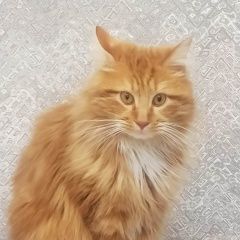 Подробнее об объявлении «Пропал кот Тула» Фото: пропала кошка  «Пропал кот Тула» в г. Тула