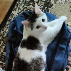 Подробнее об объявлении «Пропал кот Воронеж» Фото: пропала кошка  «Пропал кот Воронеж» в г. Воронеж