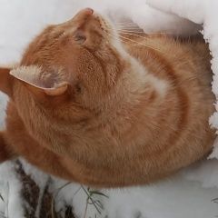 Подробнее об объявлении «Пропал кот рыжий Обнинск» Фото: пропала кошка  «Пропал кот рыжий Обнинск» в г. Обнинск