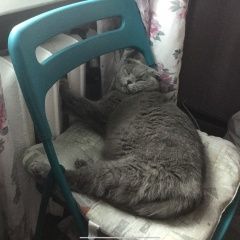 Подробнее об объявлении «Пропала кошка британская вислоухая Санкт-Петербург» Фото: пропала кошка Британская короткошерстная кошка «Пропала кошка британская вислоухая Санкт-Петербург» в г. Санкт-Петербург