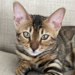 Подробнее об объявлении «Пропала кошка бенгал Брянск» Фото: пропала кошка  «Пропала кошка бенгал Брянск» в г. Брянск