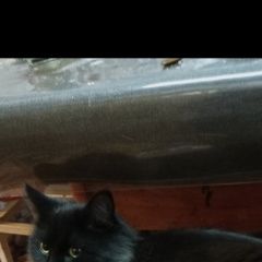 Подробнее об объявлении «Пропал кот Майкоп (Адыгея)» Фото: пропала кошка  «Пропал кот Майкоп (Адыгея)» в г. Майкоп (Адыгея)