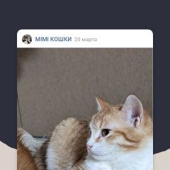 Подробнее об объявлении «Пропал котёнок Серпухов» Фото: пропала кошка  «Пропал котёнок Серпухов» в г. Серпухов