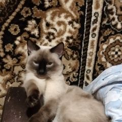 Подробнее об объявлении «Пропала кошка Воронеж» Фото: пропала кошка Сиамская кошка «Пропала кошка Воронеж» в г. Воронеж