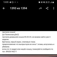 Подробнее об объявлении «Пропала кошка британка по кличке буся Москва» Фото: пропала кошка Британская короткошерстная кошка «Пропала кошка британка по кличке буся Москва» в г. Москва