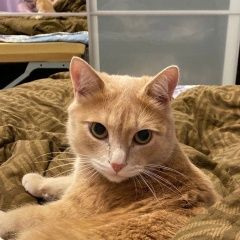 Подробнее об объявлении «Пропал кот светло-рыжего окраса Екатеринбург» Фото: пропала кошка  «Пропал кот светло-рыжего окраса Екатеринбург» в г. Екатеринбург