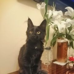 Подробнее об объявлении «Пропала кошка Тюмень» Фото: пропала кошка Мейн-кун «Пропала кошка Тюмень» в г. Тюмень