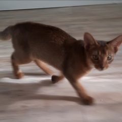 Подробнее об объявлении «Пропал кот абиссинский котенок Орехово-Зуево» Фото: пропала кошка Абиссинская кошка «Пропал кот абиссинский котенок Орехово-Зуево» в г. Орехово-Зуево