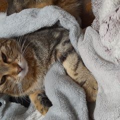 Подробнее об объявлении «Пропал кот британец вислоухий коричневый Ставрополь» Фото: пропала кошка Британская короткошерстная кошка «Пропал кот британец вислоухий коричневый...» в г. Ставрополь