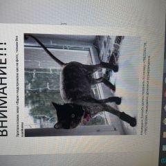 Подробнее об объявлении «Пропала кошка Тюмень» Фото: пропала кошка  «Пропала кошка Тюмень» в г. Тюмень