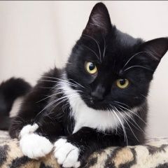 Подробнее об объявлении «Пропала кошка Бугуруслан» Фото: пропала кошка  «Пропала кошка Бугуруслан» в г. Бугуруслан