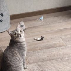 Подробнее об объявлении «Пропала кошка буся Владивосток» Фото: пропала кошка Скоттиш страйт (шотландская прямоухая) «Пропала кошка буся Владивосток» в г. Владивосток