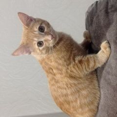 Подробнее об объявлении «Пропал кот Полевской» Фото: пропала кошка  «Пропал кот Полевской» в г. Полевской