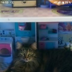 Подробнее об объявлении «Пропала кошка. Москва» Фото: пропала кошка  «Пропала кошка. Москва» в г. Москва