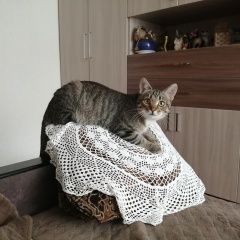 Подробнее об объявлении «Пенза Пропал кот кличка феня» Фото: пропала кошка  «Пенза Пропал кот кличка феня» в г. Пенза