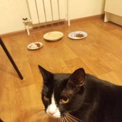 Подробнее об объявлении «Пропал кот вася Самара» Фото: пропала кошка  «Пропал кот вася Самара» в г. Самара