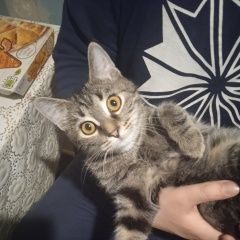 Подробнее об объявлении «Пропала кошка Видное» Фото: пропала кошка  «Пропала кошка Видное» в г. Видное