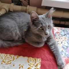 Подробнее об объявлении «Пропал кот Нижний Новгород» Фото: пропала кошка  «Пропал кот Нижний Новгород» в г. Нижний Новгород