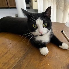 Подробнее об объявлении «Пропала кошка Тбилиси» Фото: пропала кошка  «Пропала кошка Тбилиси» в г. Тбилиси