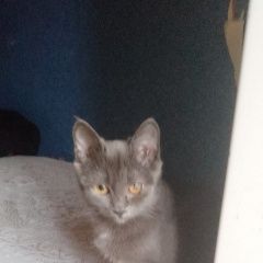 Подробнее об объявлении «Пропала кошка на глазе бельмо Электросталь» Фото: пропала кошка Русская голубая кошка «Пропала кошка на глазе бельмо Электросталь» в г. Электросталь