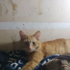 Подробнее об объявлении «Пропал кот, около года. Серпухов» Фото: пропала кошка  «Пропал кот, около года. Серпухов» в г. Серпухов