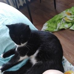 Подробнее об объявлении «Пропала кошка Энгельс» Фото: пропала кошка  «Пропала кошка Энгельс» в г. Энгельс