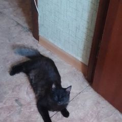 Подробнее об объявлении «Пропал кот Новомосковск» Фото: пропала кошка Мейн-кун «Пропал кот Новомосковск» в г. Новомосковск