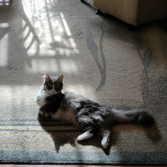 Подробнее об объявлении «Пропала кошка Севастополь» Фото: пропала кошка  «Пропала кошка Севастополь» в г. Севастополь